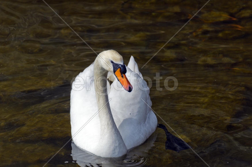 White swan on the water. Most large water bird with a long neck and a well-developed