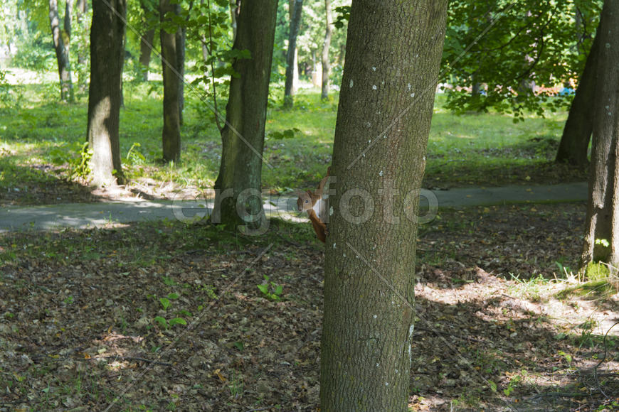 Squirrel on the nature of the sanatorium in the city of Lviv