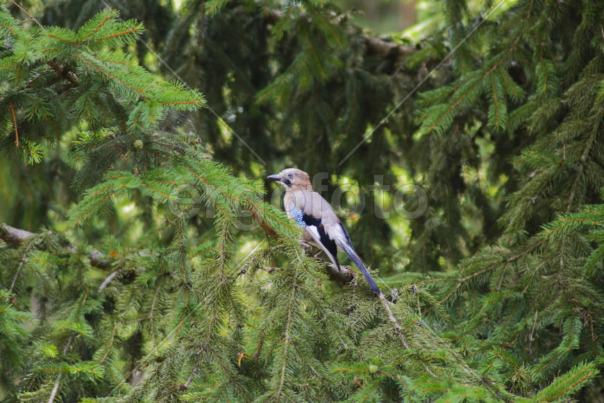 Jay sitting on a tree branch. Birds in the wild.
