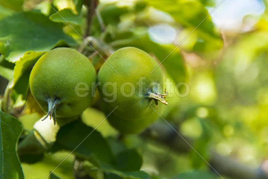 Ripe apple in a private garden near the house