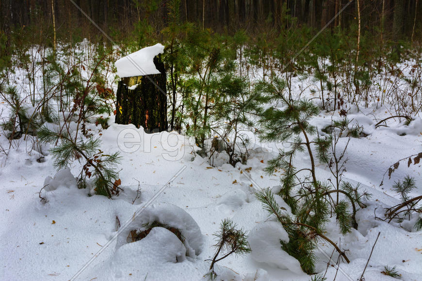 Кусты и пни, покрытые снегом в зимнем лесу