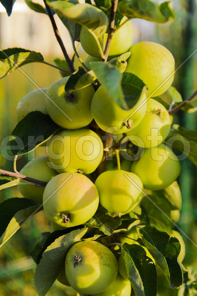 Ripe apple in the garden of a private house 