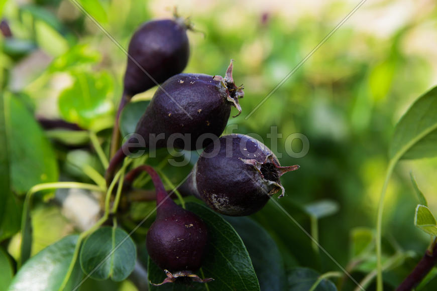 Fruit garden near private homes. pears