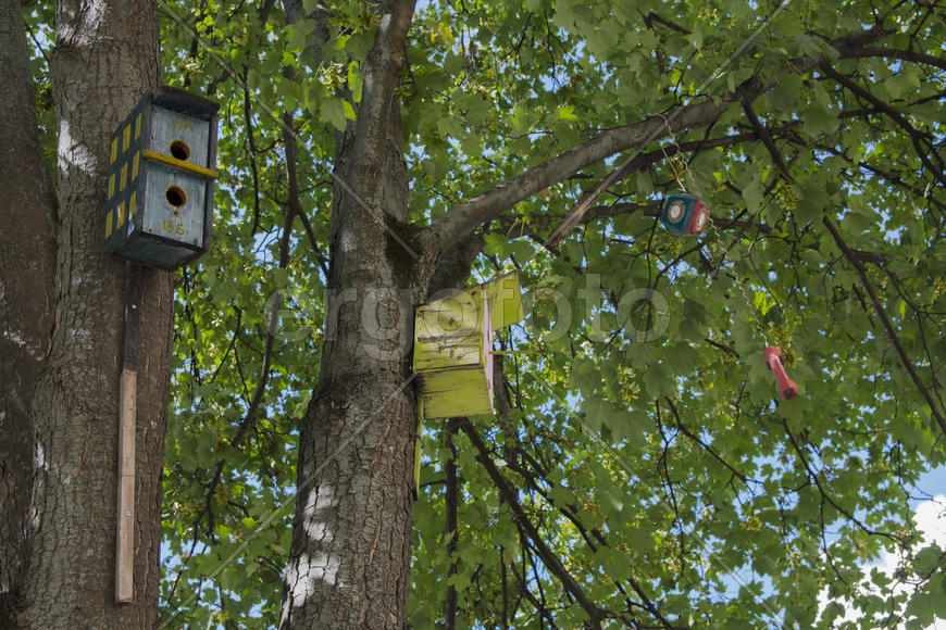 Photos hanging on a tree in the city of Lviv