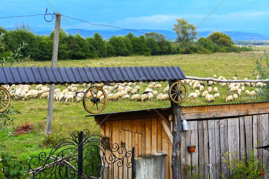 Стадо овец пасется у ворот частного дома