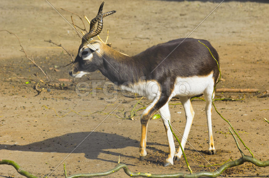 Horned antelope in a zoo. Herbivore with a beautifully curled horns. Most running speed and jumping