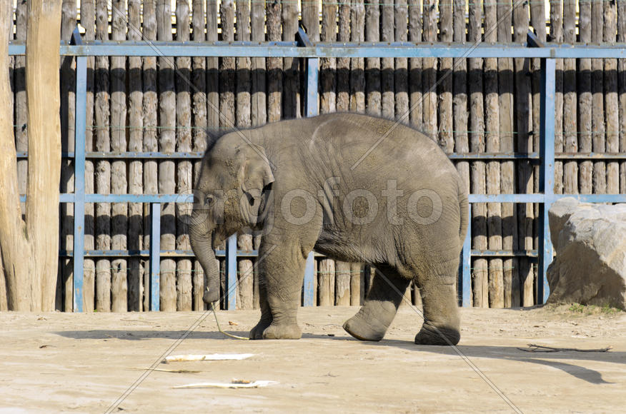 The elephant in the zoo. Big, big, strong animal. Safari object. Huge tusks