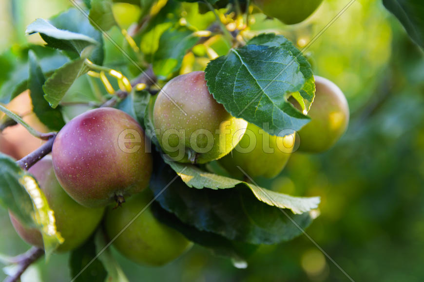 Ripe apple in the garden of a private house 