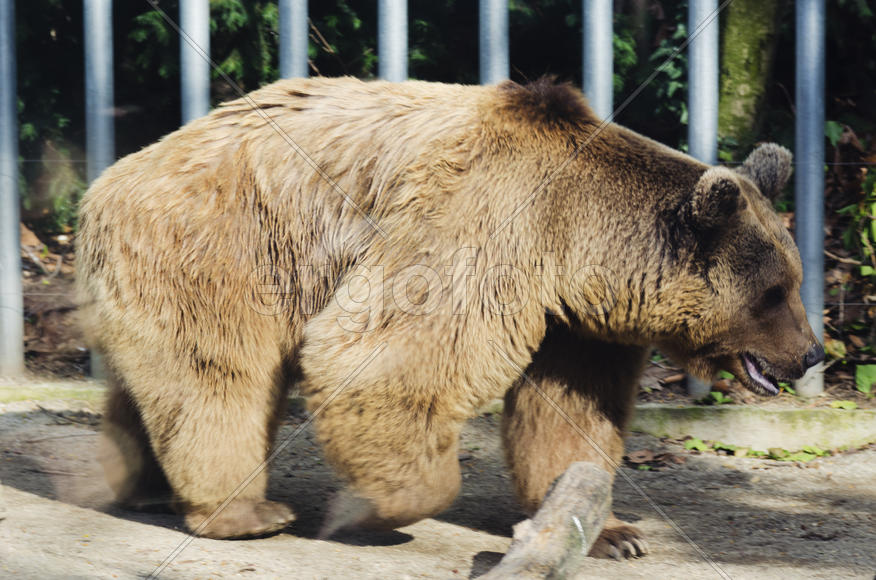 Bear in the zoo, Rough, powerful animal. Mammal, brown hair
