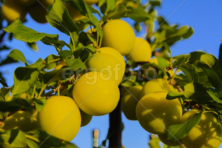 Yellow plums on the tree in the garden of a private house