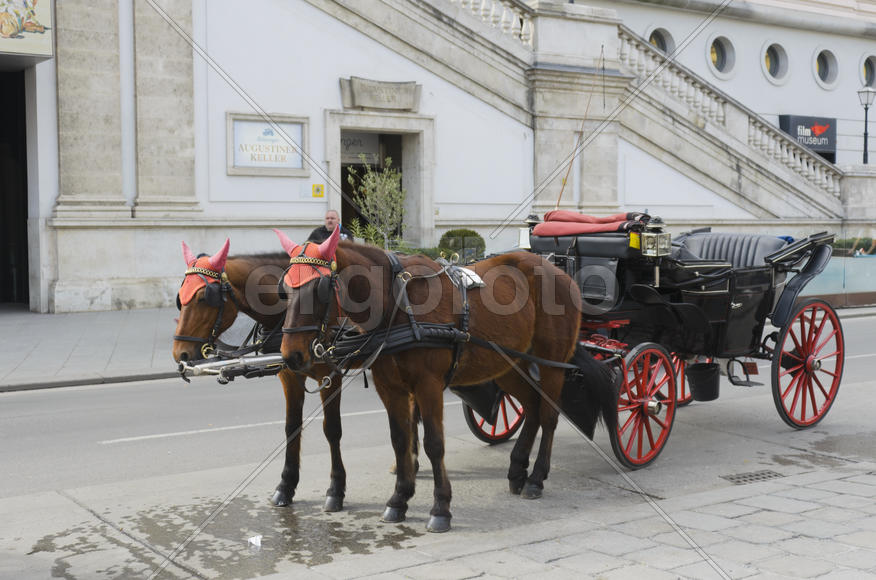 Horses in harness. Blinders, saddle, bridle, and other attributes on horseback. Sport Horse Riding