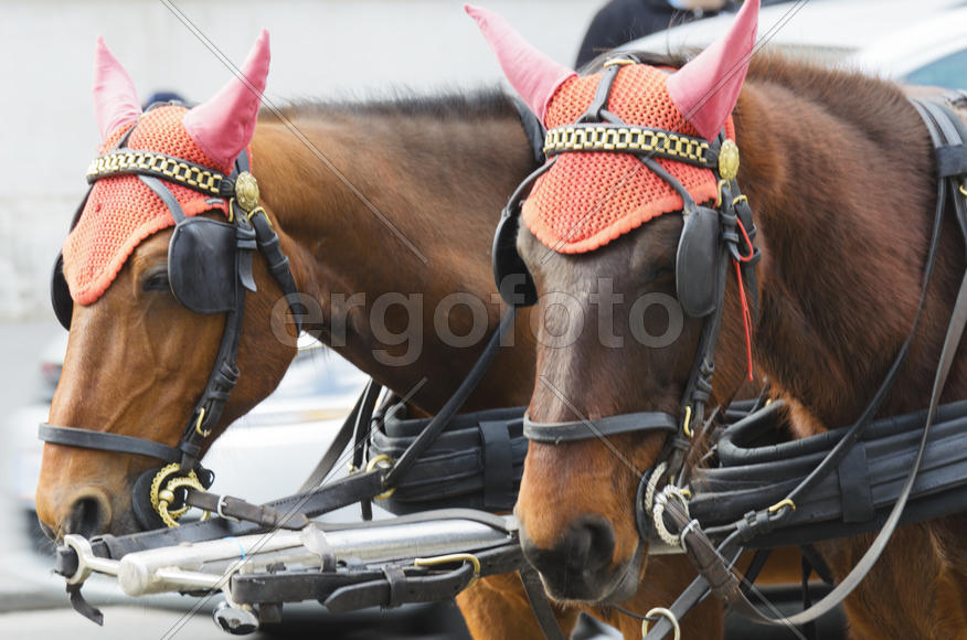 Horses in harness. Blinders, harness, saddle, bridle and other attributes on horseback. Team coaches