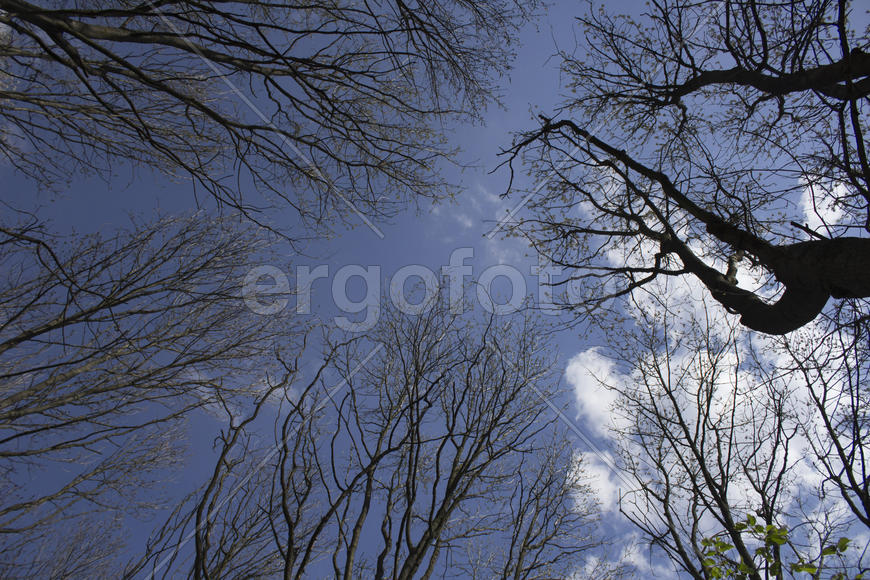 The trees against the sky