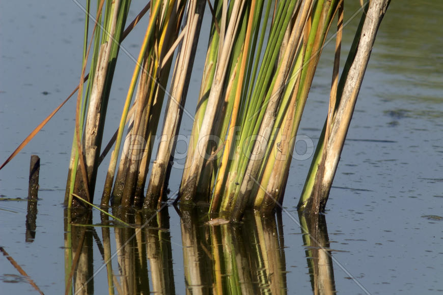 Cattail pond is reflected on the water surface