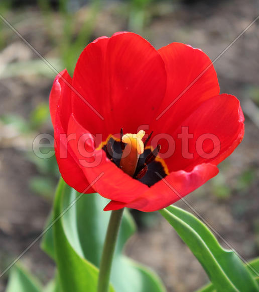 Красный цветок тюльпана 