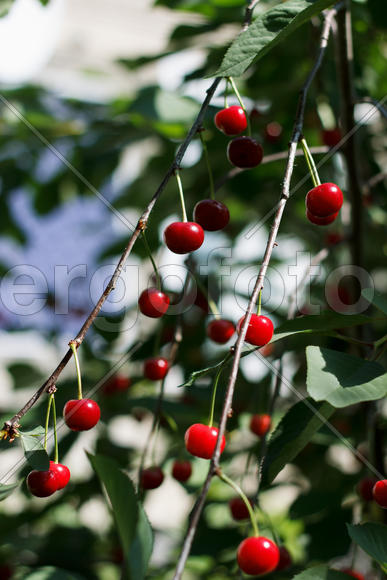 Ripe berries cherry on a branch in an fruit orchard