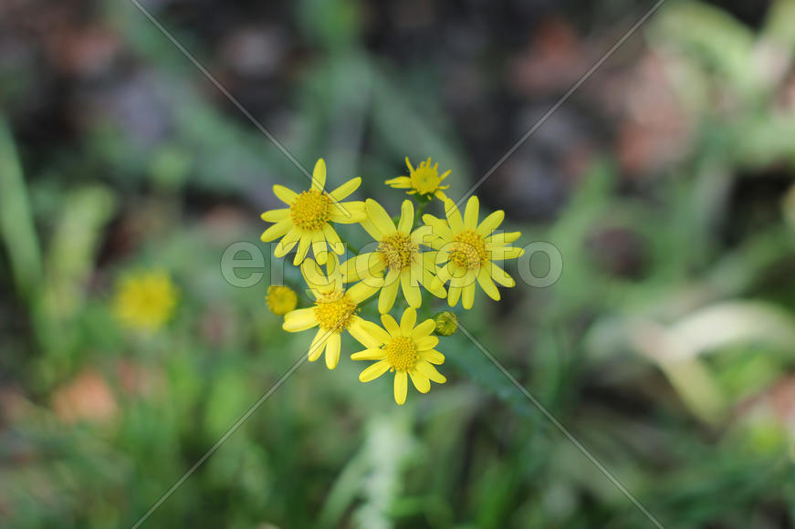 Gentle yellow flowers growing in a field