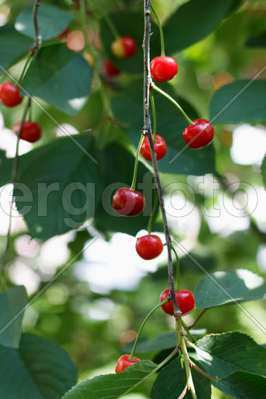 Sweet berries cherries on a branch in an orchard