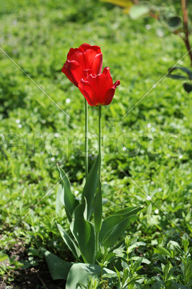 Beautiful red tulips on a bed