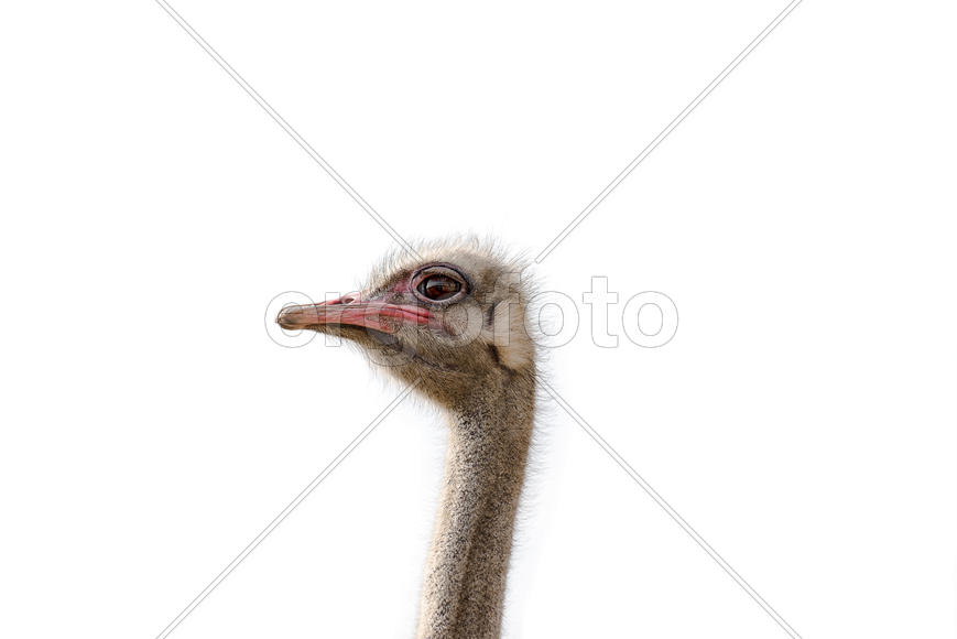 Портрет страуса в профиль