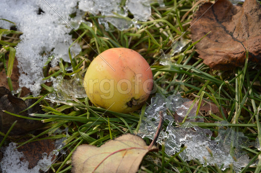 Яблоко на земле во льду