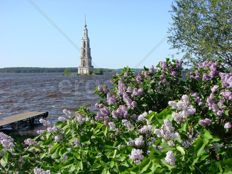 Калязин. Колокольня собора Николая Чудотворца и цветущая сирень.