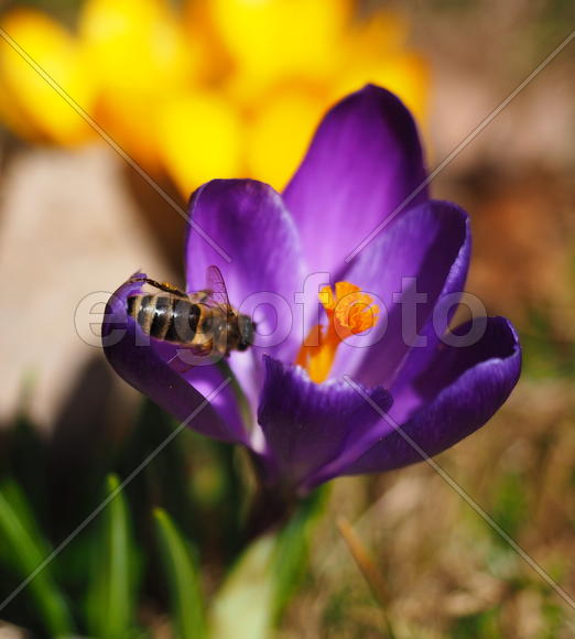 Пчела на цветке Крокуса 
