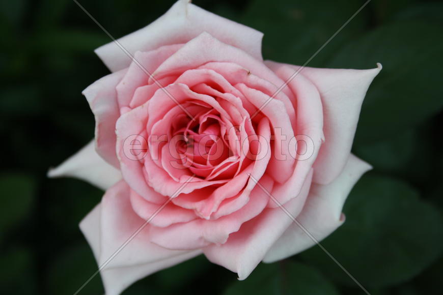 Прекрасная роза