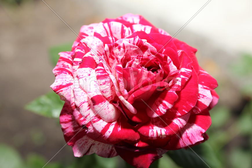 Красная пятнистая роза