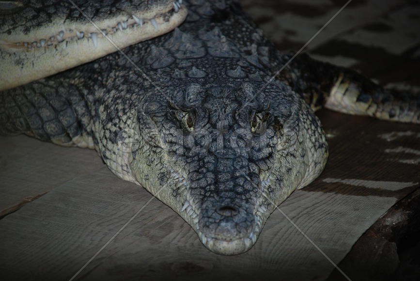 Крокодил смотрящий на жертву 