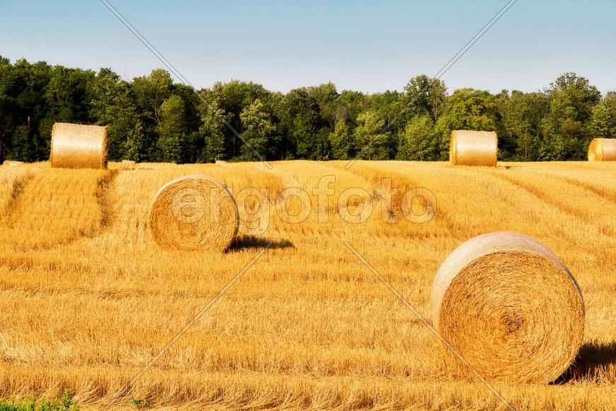 Несколько стогов сена на пшеничном поле