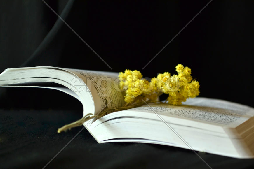 Желтый цветок на странице развернутой книги