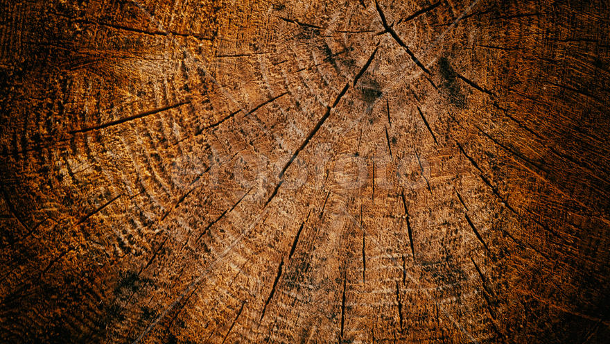Фон. Текстура дерева                  