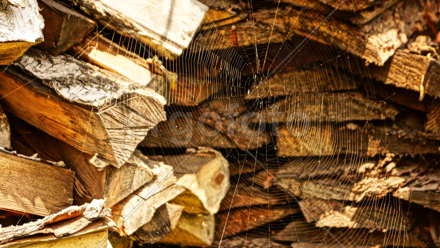 Паутина рядом с дровами