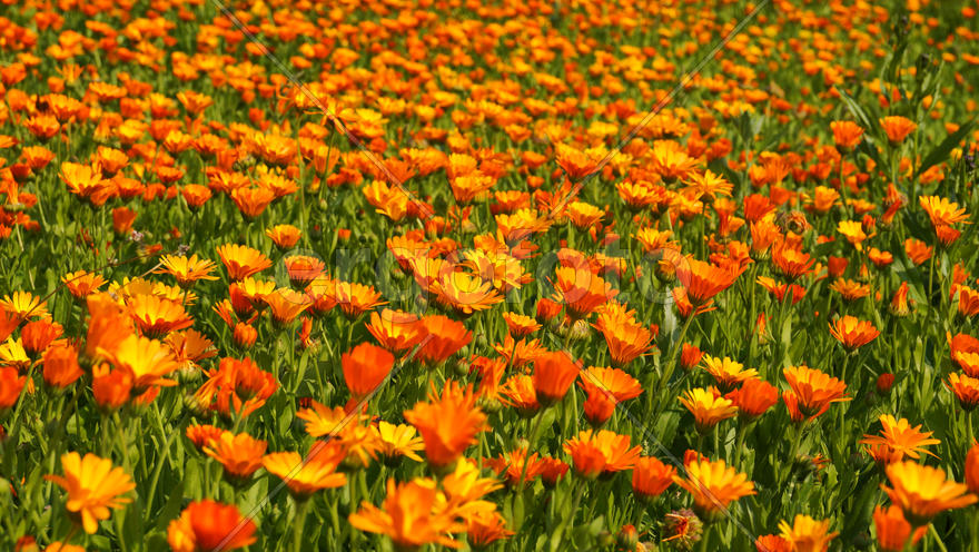 Цветы календулы в поле 