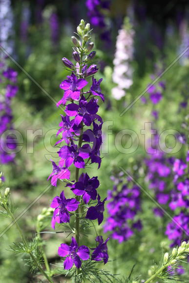 Фиолетовый цветок 