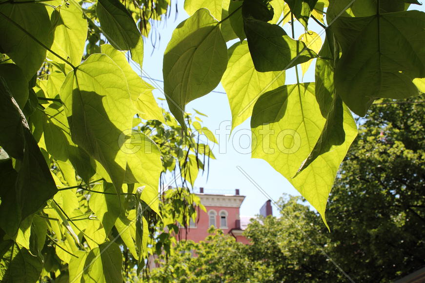 Молодая листва на дереве 