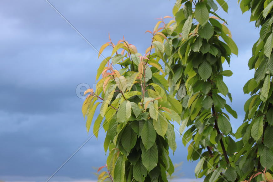 Листья на ветви черешни 