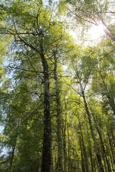 Кроны горных деревьев в лесу