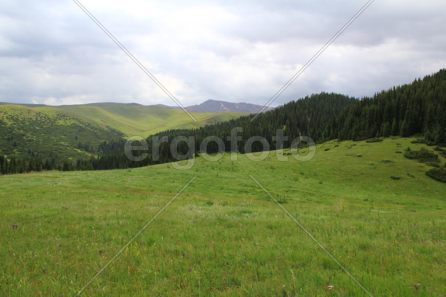 Зеленая равнина на фоне гор 