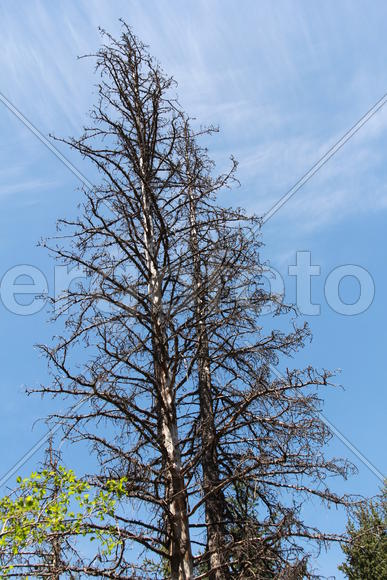 Крона погибшего дерева