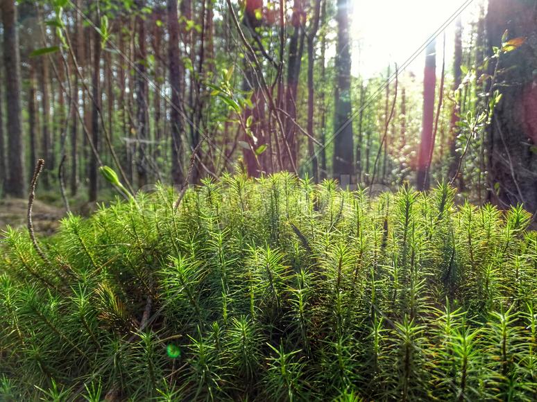 Зеленая трава в лесу 