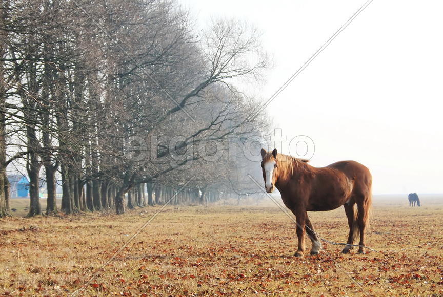 Two horses grazing in autumn meadow bright