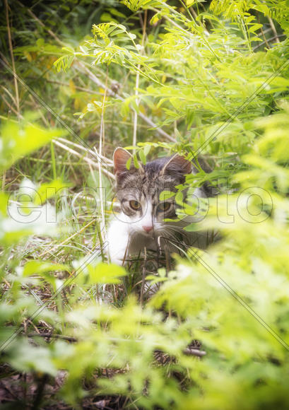 Кошка, затаившаяся в зарослях травы, охотится
