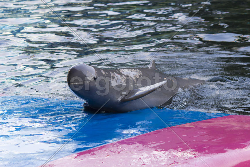 Dolphins in a dolphinarium address the audience and are very happy