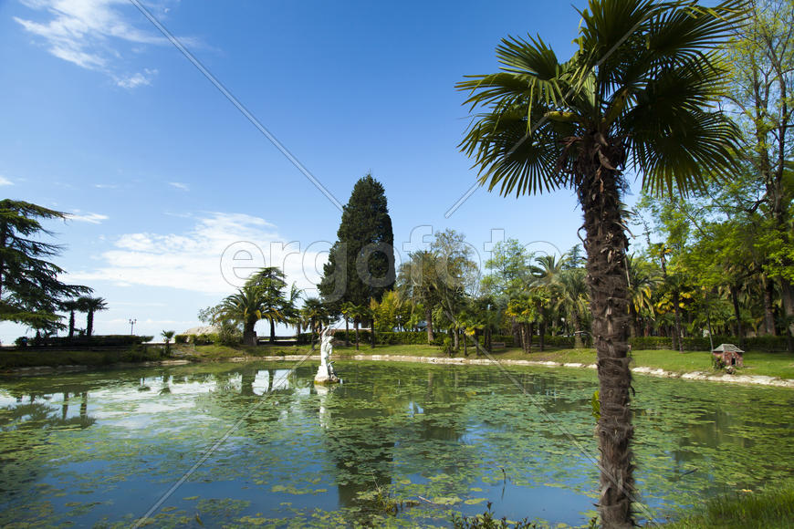 Palm trees grow in park on a bright sun of the South