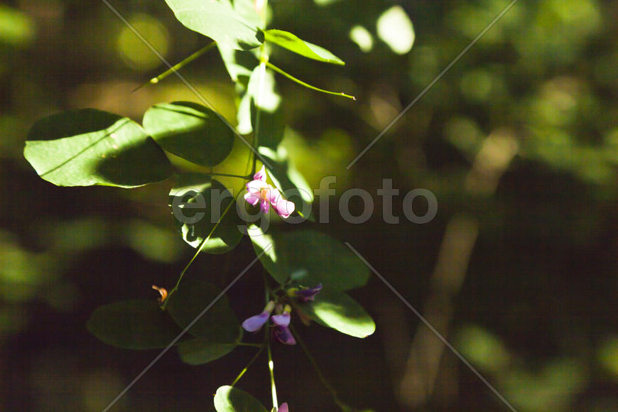 Autumn flowers in bloom on a tree in the morning sun