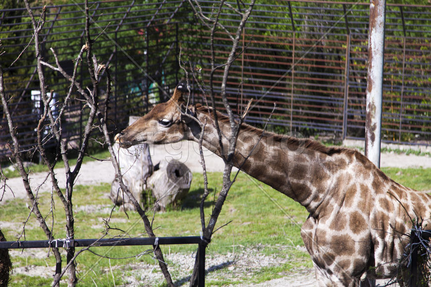 The giraffe in a zoo rejoices to new visitors