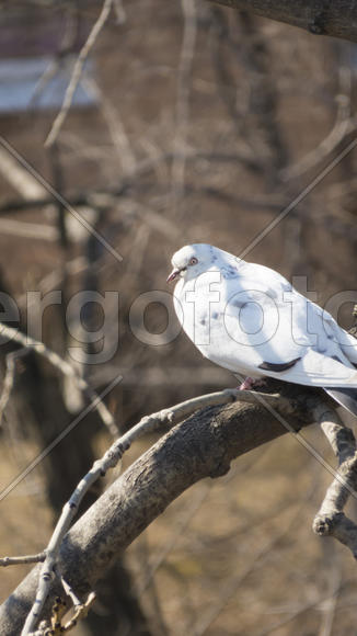 The pigeon on a branch sits very sad and hungry