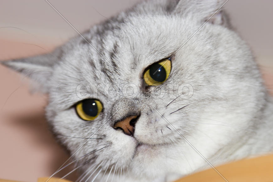 Big gray cat looking directly at the camera